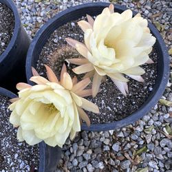 Cactus Antorcha Con Flores Amarillas 