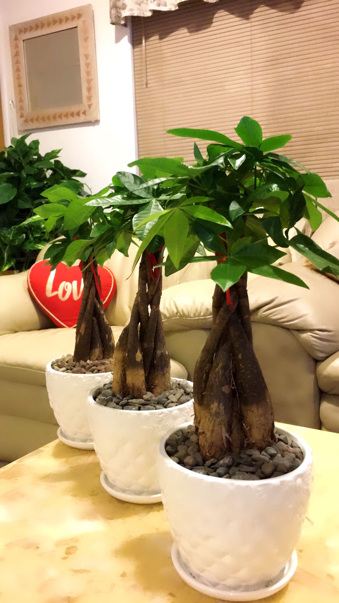 Big Trunk Money Tree - Bonsai Shape - $12 each
