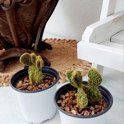 Living Plant 🌱Crazy Bunny Ears Cactus on 4"H White Pot ::: Outdoor/Full Sun ::: $5 Each