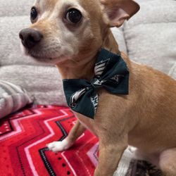 Eagles Dog Collar