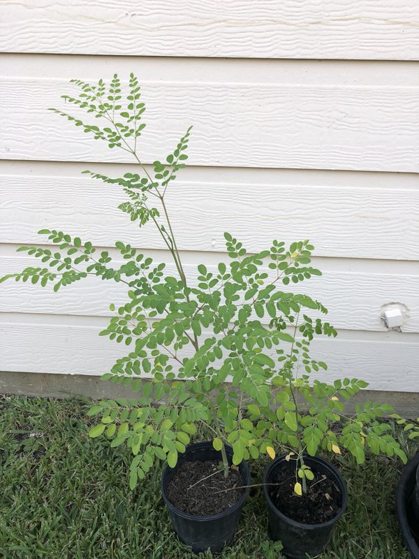 Drumsticks / moringa plant for sale for Sale in Spring, TX