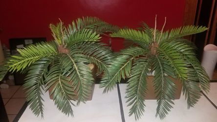 Artificial Seko Palms (2) + Square Vase/Base + Rocks