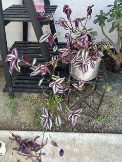 Tradescantia plant