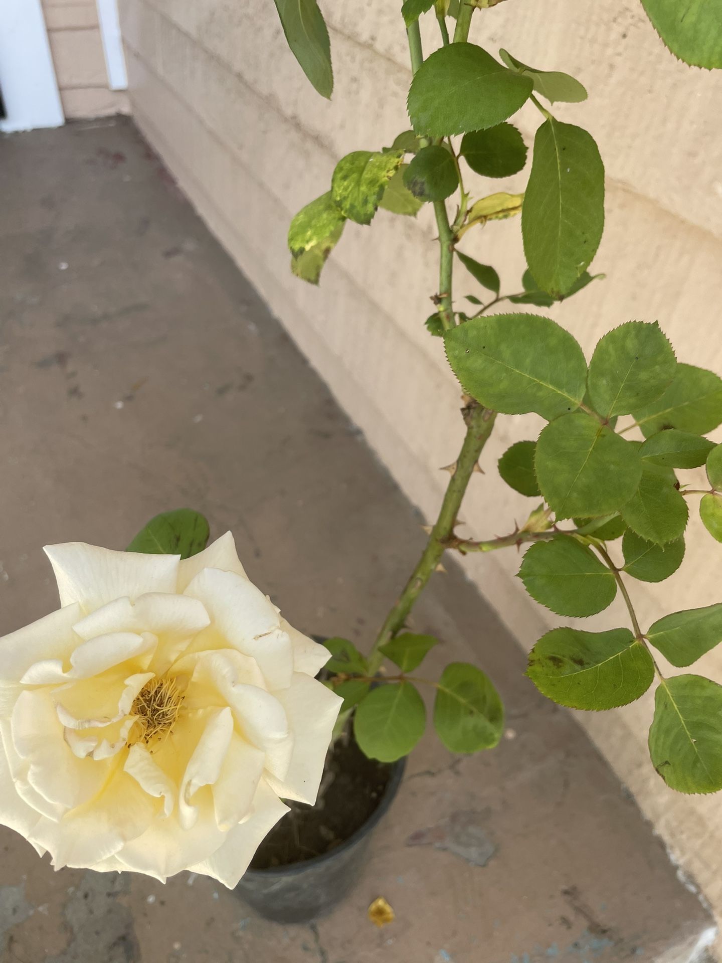 Yellow Rose Plant