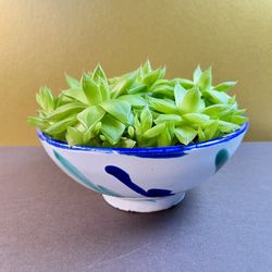 Succulent. Sammamish, Beaver Lake 