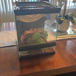 Gecko Enclosure 