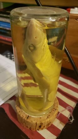 Baby Shark in a Jar
