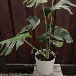 Mysteria Spotsylvania Monstera 