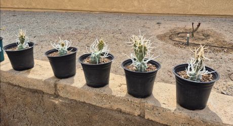 Paper Spine cactus