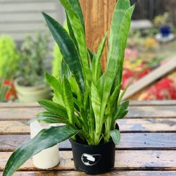 Live indoor Danish Crown Snake plant in a plastic nursery planter pot—firm price