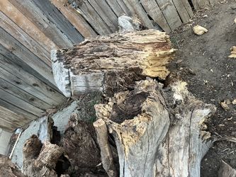 Fire Wood Dry Wood Tree Stumps Free