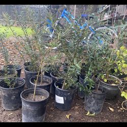 Olive Trees 1 Ft Tall $10 Each