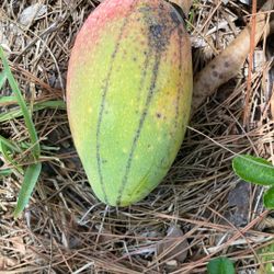 Hayden Mangoes!!