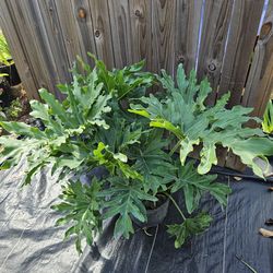 Philodendron split leaf live plants