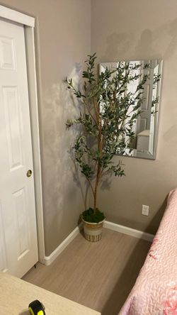 Olive tree