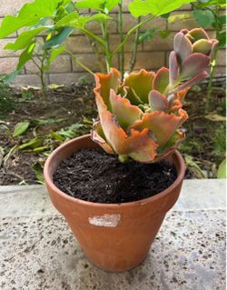 Succulent Plant in Terra Cotta Pot