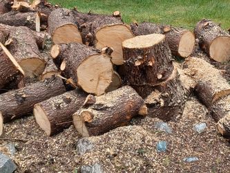 Free green Cyprus firewood