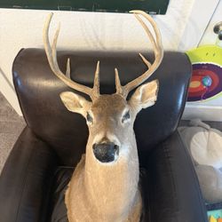 Trophy Whitetail Deer Shoulder Taxidermy Mount 