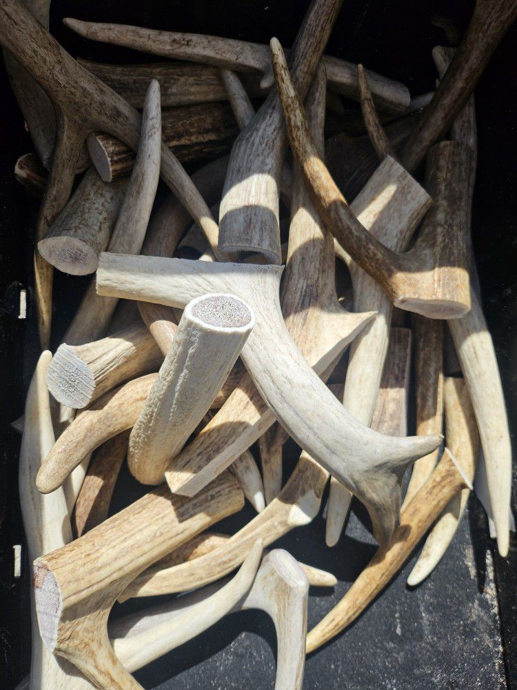 Antler Chews For Dogs 