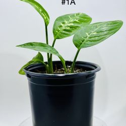 Dieffenbachia ‘Tropic Snow’ plants