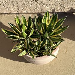 Succulents-Several Types