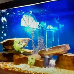 Mr Fish Fish Tank Aquarium Fish Rescue 