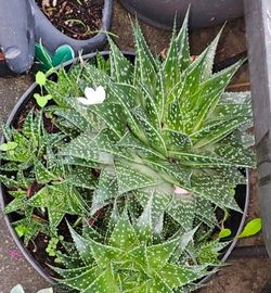 Gasteria Aristata