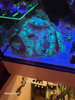 Open brain aquarium fake decor