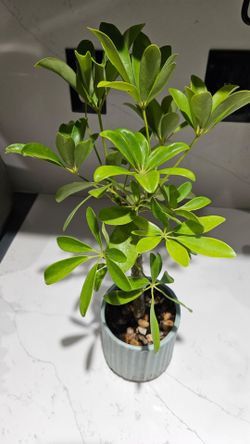 Schefflera arboricola plant