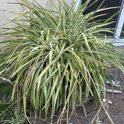 Planta GrNde