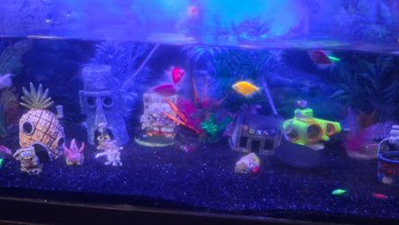 40 gallon aquarium