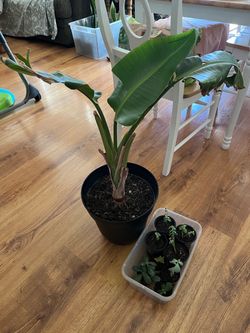 Plant set $20