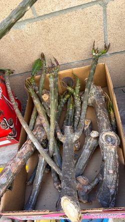 Sale look! plumerias ! Box full 10.00
