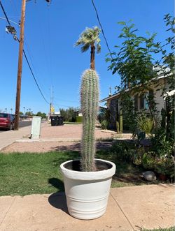 Mexican Giant Cardon Cactus Plant