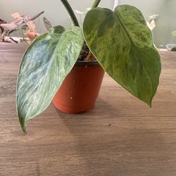 philodendron heart shaped variegated