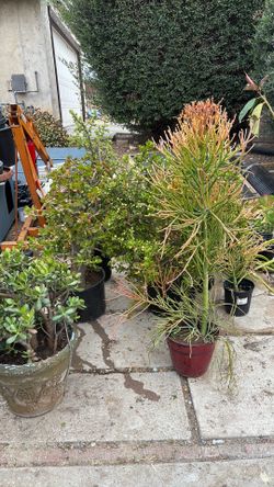 Plant Sale Cheap