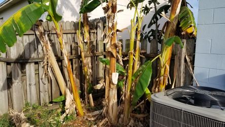 Cavendish banana plants