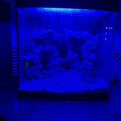 Fish Tank