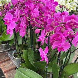 Indoor Orchid - 5”