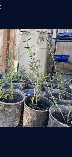 Olive Trees, 1 Foot Tall $10 Each