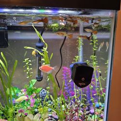 Freshwater Aquarium Decorations