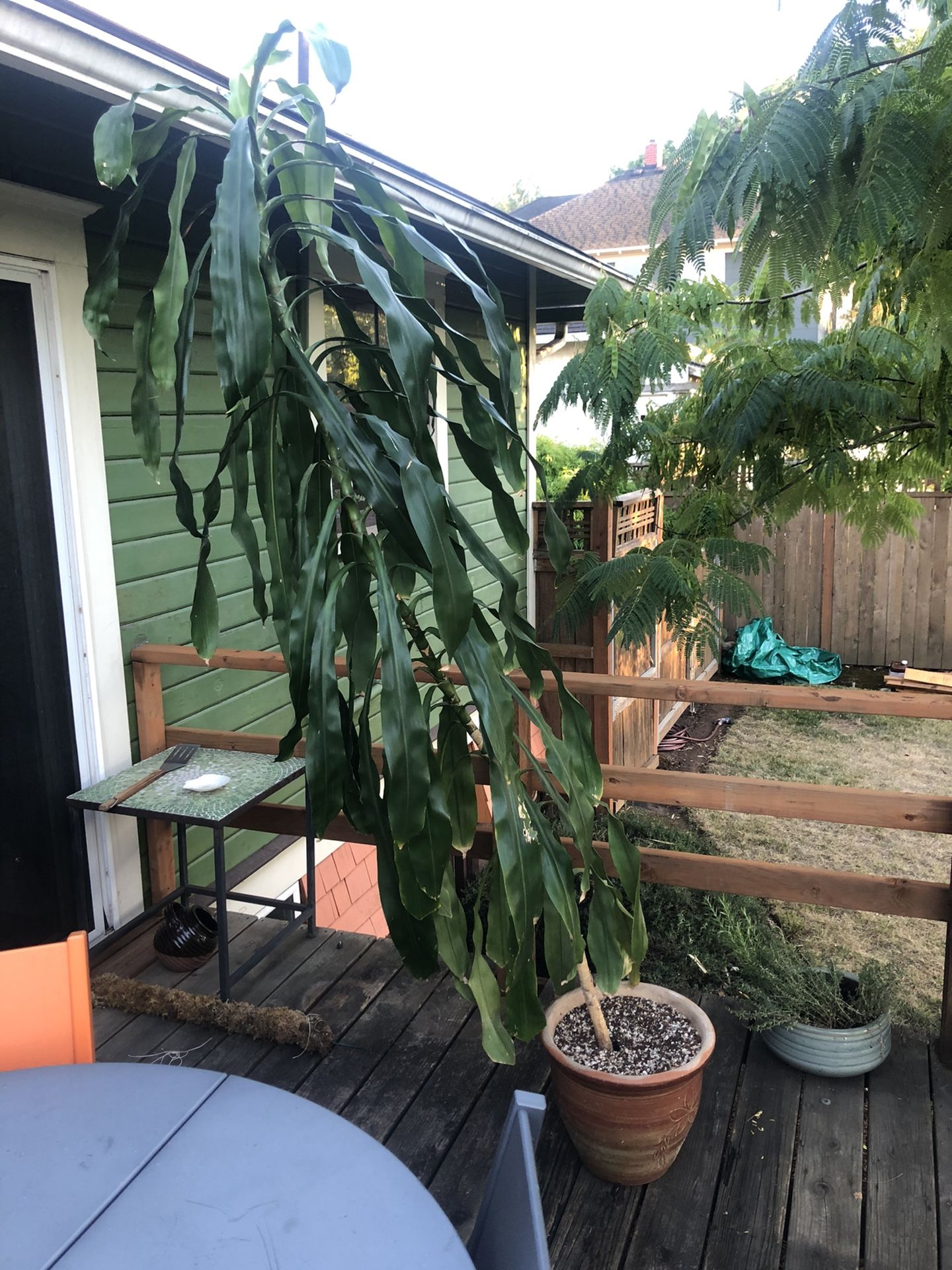 Huge House Plant And Ceramic Pot (Dracaena)