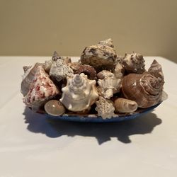 Decorative Seashell Collection