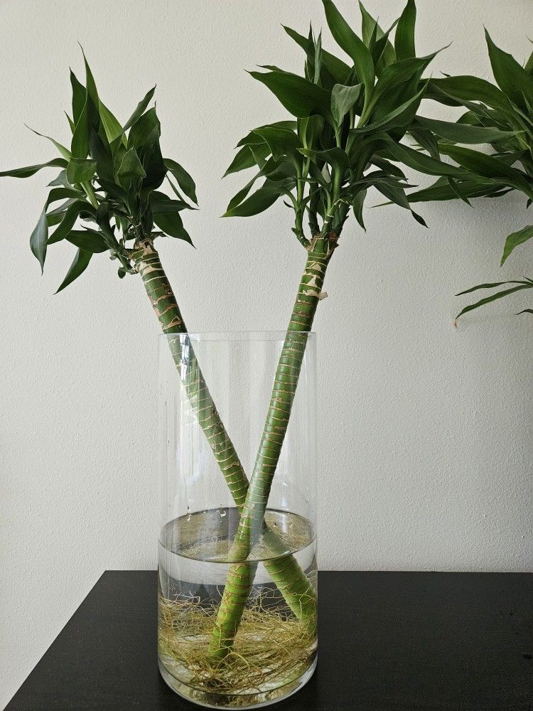 Rare Water Bamboo Live Plant 24 Inch Plant Clear Cylinder Vase