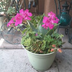 Plants