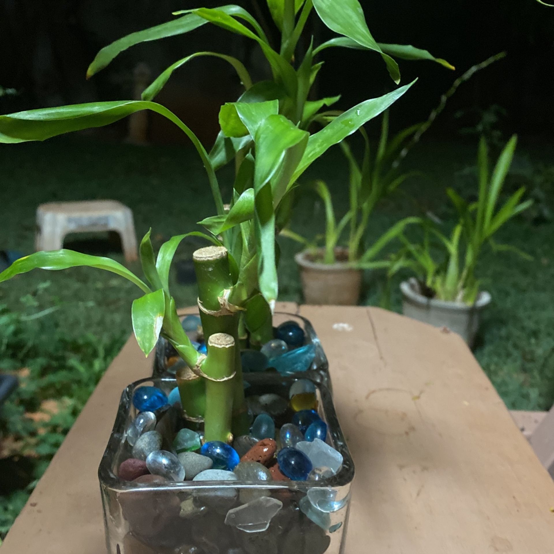 Lucky Bamboo Plant In Heavy Glass Vase