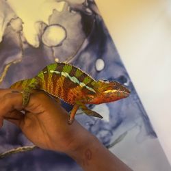 Male Panther Chameleon For Sale With Zoo Med ReptiBreeze Open Air Screen Cage and accessories included.