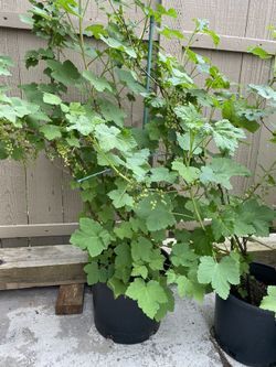 Redcurrant Plant