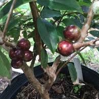 Scarlet Jaboticaba Plant  