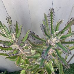 Plantas Kalamchoes “madre De Mil “